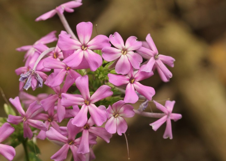 Wild Phlox